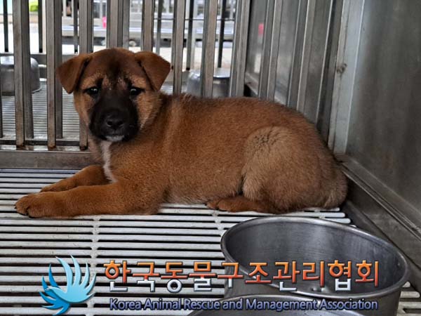 종료(안락사) 믹스…